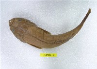 藏品(青瞻星魚)的圖片